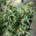 thumb of Gold Leaf by WeedSeedsExpress grown by Mrs_Larimar