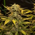 thumb of Golden Goat Feminized by WeedSeedsExpress grown by WSE