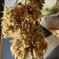 thumb of Gorilla Glue Auto by WeedSeedsExpress grown by Mosquito_Haarlem_Holland