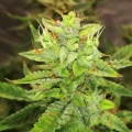thumb of Gorilla Glue Auto by WeedSeedsExpress grown by Rock_n_Roll_Randy