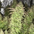 thumb of Gorilla Glue #4 by WeedSeedsExpress grown by RebelMove
