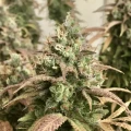 thumb of Gorilla Glue #4 by WeedSeedsExpress grown by RebelMove