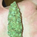 thumb of Gorilla Glue #4 by WeedSeedsExpress grown by RebelMove
