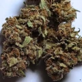 thumb of Granddaddy Purple Auto by WeedSeedsExpress grown by leeman