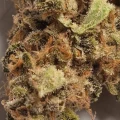 thumb of Granddaddy Purple Auto by WeedSeedsExpress grown by leeman