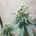 thumb of Granddaddy Purple Feminized by WeedSeedsExpress grown by Budbrewerz