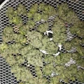 thumb of Granddaddy Purple Feminized by WeedSeedsExpress grown by Budbrewerz