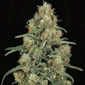 thumb of Grape Ape Feminized by WeedSeedsExpress grown by WSE