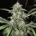 thumb of Grease Monkey Feminized by WeedSeedsExpress grown by WSE