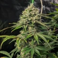 thumb of Gush Mints Feminized by WeedSeedsExpress grown by WSE