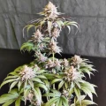 thumb of Gush Mints Feminized by WeedSeedsExpress grown by Skunkydog420
