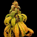 thumb of Harlequin by WeedSeedsExpress grown by myrceneCB1