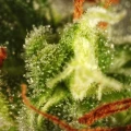 thumb of Harlequin by WeedSeedsExpress grown by myrceneCB1