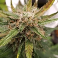 thumb of Haze Auto by WeedSeedsExpress grown by Cannabeast40