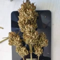 thumb of Hellfire OG Auto by WeedSeedsExpress grown by Mosquito_Haarlem_Holland