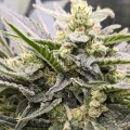 thumb of Hindu Kush by WeedSeedsExpress grown by Theia