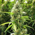 thumb of Humboldt Feminized by WeedSeedsExpress grown by WSE