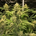 thumb of Humboldt Feminized by WeedSeedsExpress grown by WSE