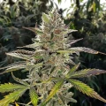 thumb of Ice Cream Cake Feminized by WeedSeedsExpress grown by WSE