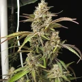 thumb of Ice Cream Cake Feminized by WeedSeedsExpress grown by WSE