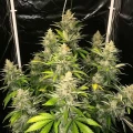 thumb of Italian Ice Feminized by WeedSeedsExpress grown by WSE