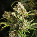 thumb of Jealousy Feminized by WeedSeedsExpress grown by WSE