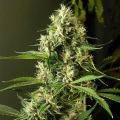 thumb of Kiwi Kush Feminized by WeedSeedsExpress grown by WSE