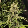 thumb of Kiwi Kush Feminized by WeedSeedsExpress grown by WSE