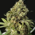 thumb of Kosher Kush Feminized by WeedSeedsExpress grown by WSE
