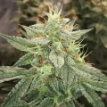 thumb of Lemon Auto by WeedSeedsExpress grown by Rock_n_Roll_Randy