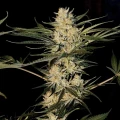 thumb of Lithium OG Kush by WeedSeedsExpress grown by Zurban_Poison