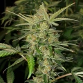 thumb of Maple Leaf Feminized by WeedSeedsExpress grown by WSE