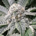 thumb of Master Kush by WeedSeedsExpress grown by Roberts