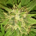 thumb of Master Kush by WeedSeedsExpress grown by Roberts