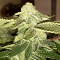 thumb of Master Kush by WeedSeedsExpress grown by Roberts