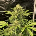 thumb of Northern Lights Auto by WeedSeedsExpress grown by WSE
