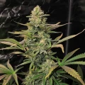 thumb of Northern Lights X Big Bud Auto by WeedSeedsExpress grown by WSE