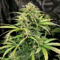 thumb of OG Kush CBD Feminized by WeedSeedsExpress grown by WSE