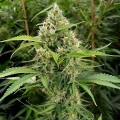 thumb of OG Kush Feminized by WeedSeedsExpress grown by WSE