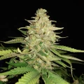 thumb of Original Glue by WeedSeedsExpress grown by secretflowerweed