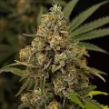 thumb of Peanut Butter Breath Feminized by WeedSeedsExpress grown by WSE