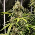 thumb of Peanut Butter Breath Feminized by WeedSeedsExpress grown by WSE