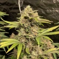 thumb of Pennywise Feminized by WeedSeedsExpress grown by WSE