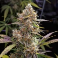 thumb of Pennywise Feminized by WeedSeedsExpress grown by WSE