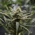 thumb of Pineapple Express by WeedSeedsExpress grown by Silky_smooth