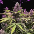thumb of Pink Runtz Auto by WeedSeedsExpress grown by WSE