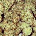 thumb of Pinkman Goo by WeedSeedsExpress grown by The_Projexx