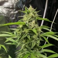 thumb of Pure Power Plant Feminized by WeedSeedsExpress grown by WSE