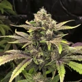 thumb of Purple Gelato Auto by WeedSeedsExpress grown by WSE