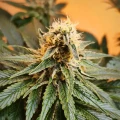 thumb of Purple Gelato by WeedSeedsExpress grown by Mrs_Larimar